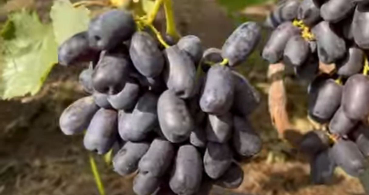 виноград квартет описание сорта фото отзывы